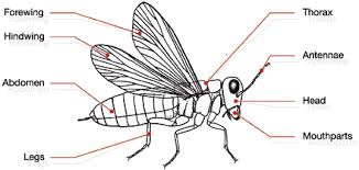 Despite its biological relevance, how amh functions. Insects Queensland Museum