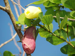 Image result for Bauhinia tomentosa