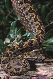 Habu Trimeresurus Elegans Snake Lovers Snake Photos Reptile Snakes