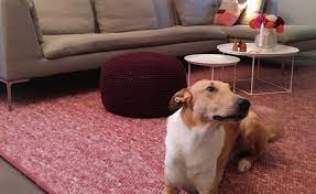 Generell lassen helle teppiche insbesondere kleine räume größer erscheinen. Teppich Mit Haustieren Tisca Tisca