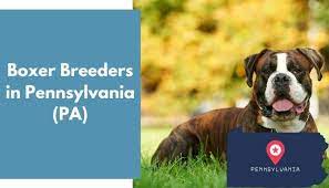 Check spelling or type a new query. 11 Boxer Breeders In Pennsylvania Pa Boxer Puppies For Sale Animalfate