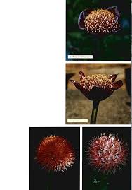 Image result for Scadoxus membranaceus