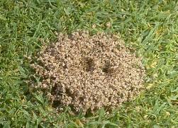 Some ant infestations have nothing to do with how clean or dirty your home is. Help Ants Are Destroying My Lawn Laidback Gardener