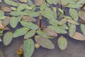 Image result for Potamogetonaceae