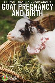 Most experts suggest that you wait until you've started solids, when your little one is around 6 months. Goat Pregnancy Birth All You Need To Know About Goat Kidding