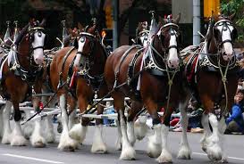 We did not find results for: Come See The Budweiser Clydesdales In Kissimmee St Cloud Jan 1 2
