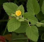 Image result for Sida dregei