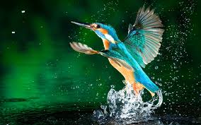 Kingfisher Wallpaper Bird Wallpaper Animal Wallpaper Kingfisher Bird