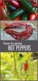 Hot Peppers From The Capsicum Family Are The International Herb Of The Year For 2016 And Come In A Lar Growing Hot Pepper Stuffed Hot Peppers Stuffed Peppers