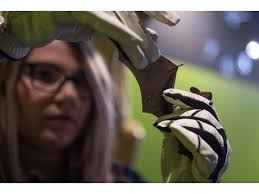 Into the Night: Bats to take flight from Science Centre at evening  gathering