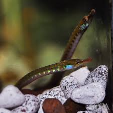 Image result for Amphicarpaea africana