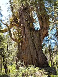 Image result for Calocedrus decurrens