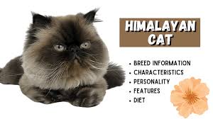 Although persians tend to be relaxed and easygoing, they also that's not counting the various pointed patterns of the himalayan. Himalayan Cat Breed Information The Hybrid Beauty