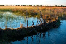 Image result for Magnistipula sapinii