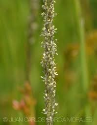 Image result for Sporobolus spicatus
