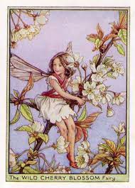 Wild Cherry Blossom Flower Fairy Vintage Print By Theoldmapshop 19 95 Flower Fairies Fairy Pictures Vintage Fairies