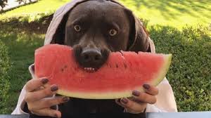 To make it easier for your pet to eat, remove the rind and cut it up into pieces that are small enough to chew. The Dog Eats His Watermelon Videoman