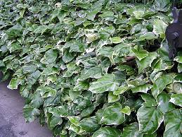 オカメヅタ 植物写真鑑