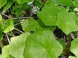Image result for Hydrocotyle ranunculoides