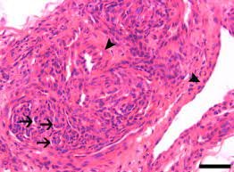 Arteriovenous Haemangioma In Two Dogs And A Cat Sciencedirect