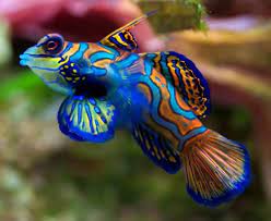 Beli perlengkapan aquarium lengkap di ruparupa.com. Ikan Hias Air Laut Photos Facebook