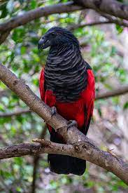 Chat with other birders around the world, post and view photographs of birds in the wild, read and. Apparently Dracula Parrots Are A Thing And They Might Be The Most Gothic Birds On Earth Bored Panda