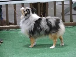 Find australian shepherd in canada | visit kijiji classifieds to buy, sell, or trade almost anything! Miniature Aussies Toy Aussies Shining Star Aussies