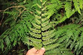 Image result for Asplenium uschiae