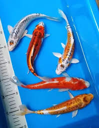 Anda juga sebaiknya hanya menambahkan ikan baru secara bertahap ke dalam akuarium. Cara Budidaya Ikan Koi Di Aquarium Yang Baik Dan Benar