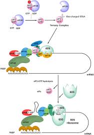 We have the contacts of nativespeaking translators who can make your text appealing and. Targeted Inhibition Of Mrna Translation Initiation Factors As A Novel Therapeutic Strategy For Mature B Cell Neoplasms