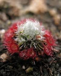 Image result for Drosera pilosa