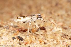 Image result for Lepidagathis eriocephala