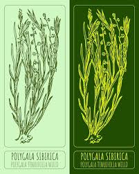 Image result for Polygala persicariifolia