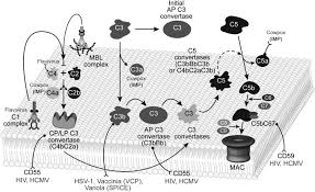 The full solution software includes everything you need to install and use your hp printer. Drivers And Regulators Of Humoral Innate Immune Responses To Infection And Cancer Sciencedirect