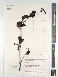 Image result for Terminalia neotaliala