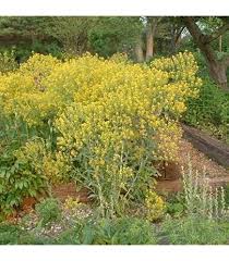 Image result for Cyphostemma kilimandscharicum