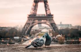 500 Pigeon Pictures Download Free Images On Unsplash Browse 43,371 pigeon stock photos and images available, or search for carrier pigeon or clay pigeon to find more great stock photos and pictures. 500 pigeon pictures download free