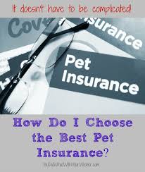 the easy way to choose the best pet insurance