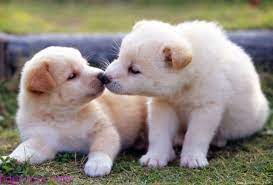 كلاب جميلة 2017 كلاب كيوت حلوة اجمل كلاب صغيرة في العالم Cute Animals Puppies Baby Animals Pictures Animals Kissing
