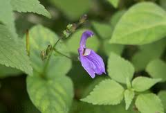 Image result for Justicia buchholzii