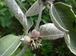 Image result for Sabicea venosa