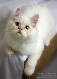 Cream point, flame point, lilac point, chocolate point, blue point, seal point, tortie point, and lynx point, for example. Flame Point Himalayan Cat 4 By Kumiko Art On Deviantart