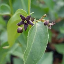 Image result for Vincetoxicum cernuum