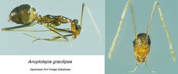 Image result for Anagallis gracilipes