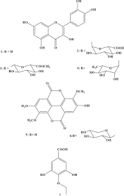 Image result for Euphorbia schimperiana