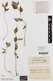 Image result for Pouzolzia guineensis