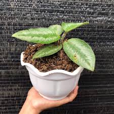 Image result for Isoglossa ciliata