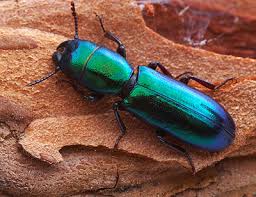 Image result for Tridactyle virgula