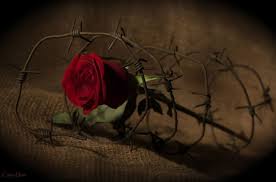 1718 x 1118 jpeg 717 кб. How Dangerous Rose Thorns Disease Spikes Disease