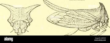 Image result for Oxyrhachis